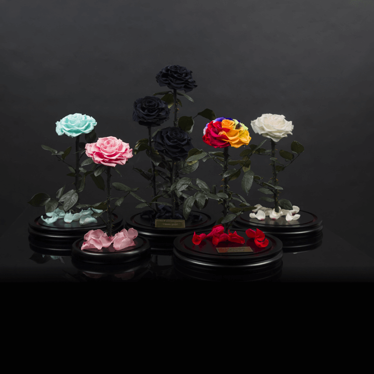 Eternal roses under glass dome